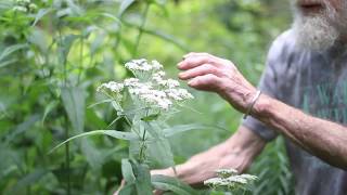 Boneset Eupatorium perfoliatum [upl. by Nallak]