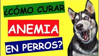 ANEMIA EN PERROS TRATAMIENTO [upl. by Mendoza]