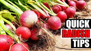 Quick Radish Tips  Garden Quickie Episode 150 [upl. by Assennav700]