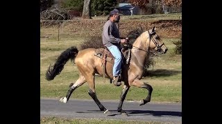 Buckskin Roan Singlefooting Stallion in Training Nov 2017 [upl. by Nail]