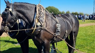 National ploughing championship 2024 [upl. by Castra597]