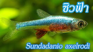 ซิวฟ้า Sundadanio axelrodi ปลาซิวที่ชอบที่สุดตลอดมา [upl. by Broeder]