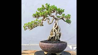 Wonderful Bonsai style amazing bonsai garden viralvideo viralshort shorts bougainville plants [upl. by Nahtaneoj]