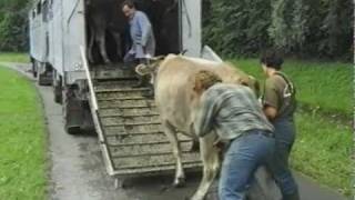 Alpenfleisch statt Tiere transportierenTeil 2 [upl. by Enerahs]