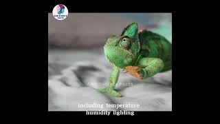 Amazing Facts About Chameleon  AHR Secret Facts wildlife chameleon hunting [upl. by Grannias]