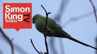 Parakeets Roost in London [upl. by Yecam]