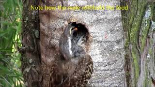 Hornbill fledging leaving nest [upl. by Siusan]