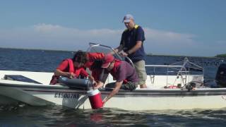 Shedding light on the effects of oyster Farming [upl. by Anigroeg423]