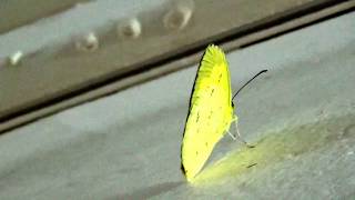 Common Grass Yellow butterfly or Eurema hecabe [upl. by Sprage]