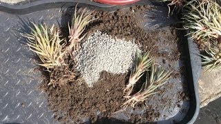 How to repot Haworthia Aloes and Gasterias [upl. by Drofwarc391]