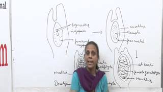 Pinus Lecture BSc Botany by Dr Anupama Goyal [upl. by Garey]