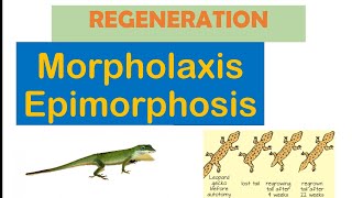 regeneration and its type explained in hindi  morpholaxis and epimorphosis [upl. by Euqor]