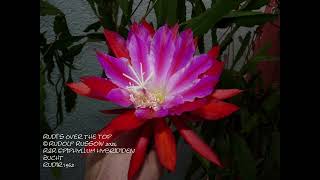 Epiphyllum Epikakteen und alles was damit zu tun hat  Epi Bilder Galerie Season 2024  Part 1 [upl. by Deevan91]