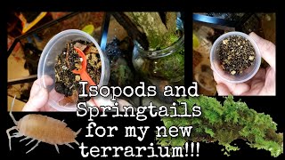 ISOPODS AND SPRINGTAILS FOR MY NEW TERRARIUM isopods springtails terrarium [upl. by Eronel]