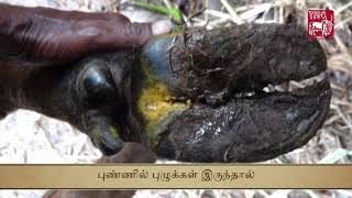 Ethnoveterinary fomulation for FMD foot lesions and wound Tamil [upl. by Jr14]