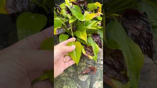 Anthurium roots super fast [upl. by Eissolf]