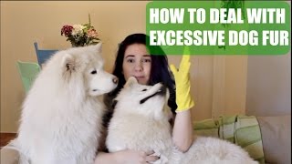 How to Deal with Excessive Dog Fur  Keeping Your Home Clean with a Samoyed [upl. by Urdna448]