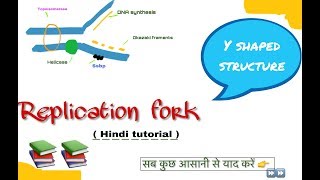 Replication fork in hindi ll biology ll [upl. by Tybi]