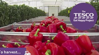 Crunchy Peppers with expert Rob in St Albans England Trailer [upl. by Nesyrb]