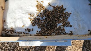 Quick Hive Check [upl. by Duane]