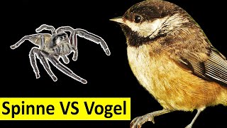 Springspinne attackiert Vogel Wer gewinnt [upl. by Yuk950]