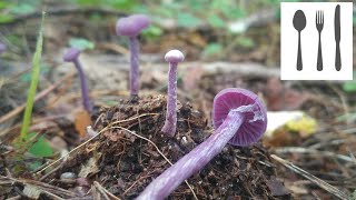 Lakówka ametystowa Laccaria amethystina [upl. by Otrepur]