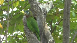 BIRDING ADVENTURES TV JAMAICA 28 ENDEMICS [upl. by Noicpecnoc]