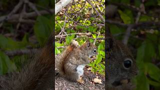 Squirrels Sounds Happy Chirping for Food [upl. by Deanna57]