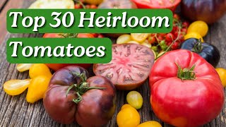 30 Tastiest Heirloom Tomatoes to Grow in Australia  Aussie Green Thumb [upl. by Conant566]