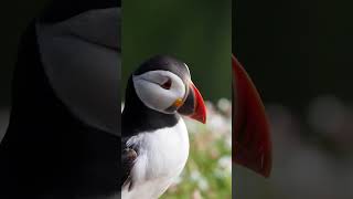 Skomer Island Puffins [upl. by Annamaria]