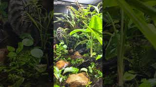 My second paludarium Plants only for now [upl. by Rehpotsirc]