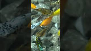 mollyfish in daily life fish mollyfish bettafish shorts youtubeshorts 3583 [upl. by Donica]