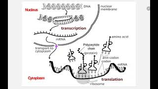 Polyribosome  Polysome [upl. by Nerval843]