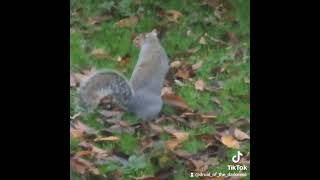 Ball of fluffiness Garden squirrel [upl. by Robin]