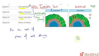 A meristem in which the cell division takes place in all planes resulting in an increase [upl. by Delija]