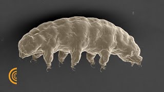 How Tardigrades Withstand Lethal Radiation [upl. by Burn]