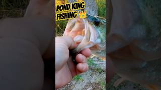 Jig Fishing for Bass pondkingfishing dirtyjigstackle strikeking largemouthbass [upl. by Llehsal]