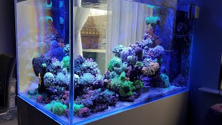 360L Reef Tank after 12 months [upl. by Aneleasor]