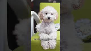 Bichon Frise The Ultimate Breed Guide In 60 Seconds [upl. by Nnairrehs]