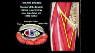 Femoral Triangle  Everything You Need To Know  Dr Nabil Ebraheim [upl. by Franny]