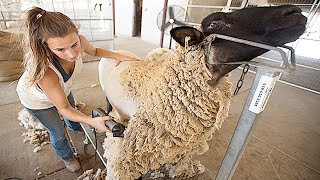 Amazing Modern Automatic Sheep Farming Technology  Fastest Shearing Cleaning and Milking Machines [upl. by Riabuz]