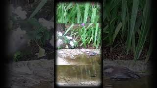 Hummingbird watches Chickadee in the Birdbath wildlifecam birdslover [upl. by Lauhsoj851]