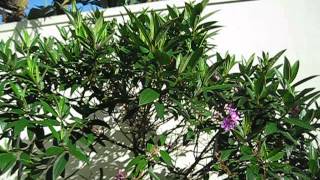 Tibouchina granulosa Purple Glory Tree [upl. by Nallij]