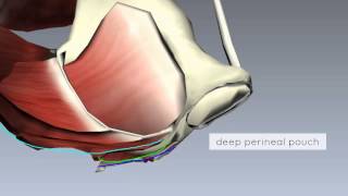 Pelvic Floor Part 2  Perineal Membrane and Deep Perineal Pouch  3D Anatomy Tutorial [upl. by Moser103]