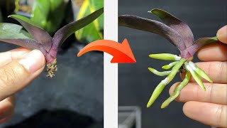 Tips for growing orchids to help them root quickly [upl. by Enieledam]