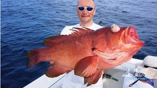 Групер красный Grouper Red Epinephelus morio [upl. by Cherin]