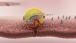 HDL amp Reverse Cholesterol Transport HD [upl. by Pacifica]