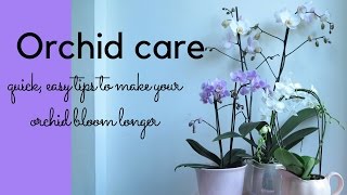 Orchid care  quick easy tips for looking after your orchid [upl. by Finnie958]