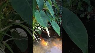 Colocasia Biggest Leaves Water or Soil shorts [upl. by Orferd]