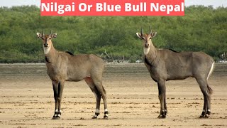 Blue Bull or Nilgai Nepal [upl. by Ytinav]